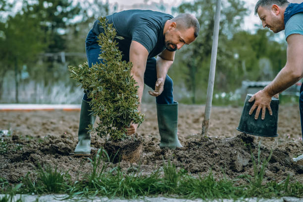 Best Residential Tree Removal  in USA